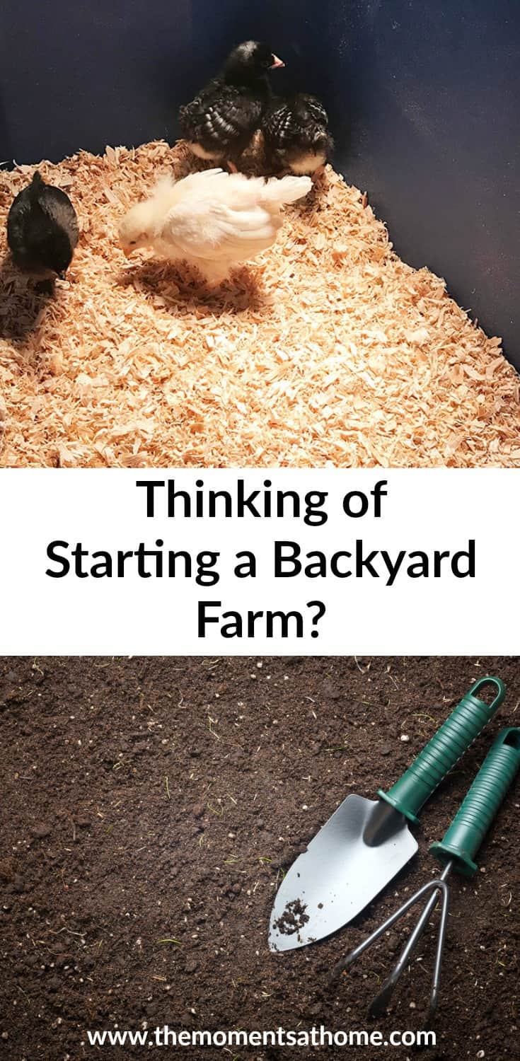 Thinking of starting a backyard farm? How big should a backyard farm be? 