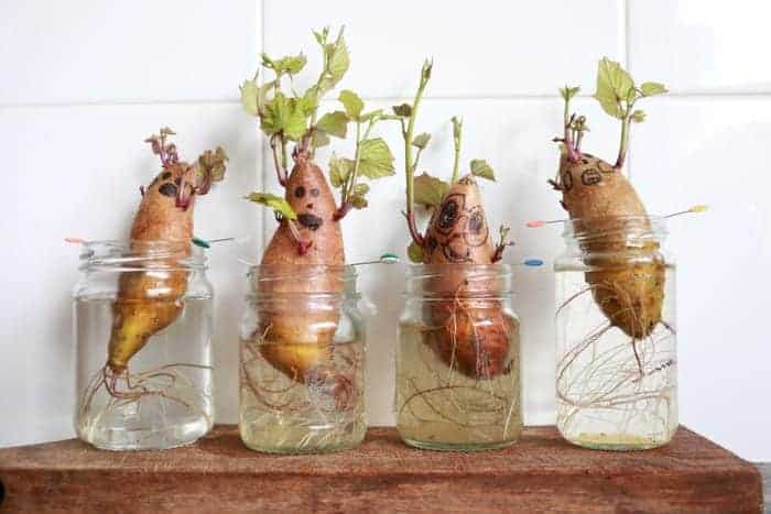 faces drawn on sprouting sweet potatoes in jars for an autumn science lesson and craft combo