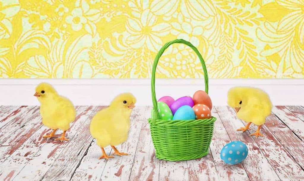baby chicks around an Easter Basket with colored eggs