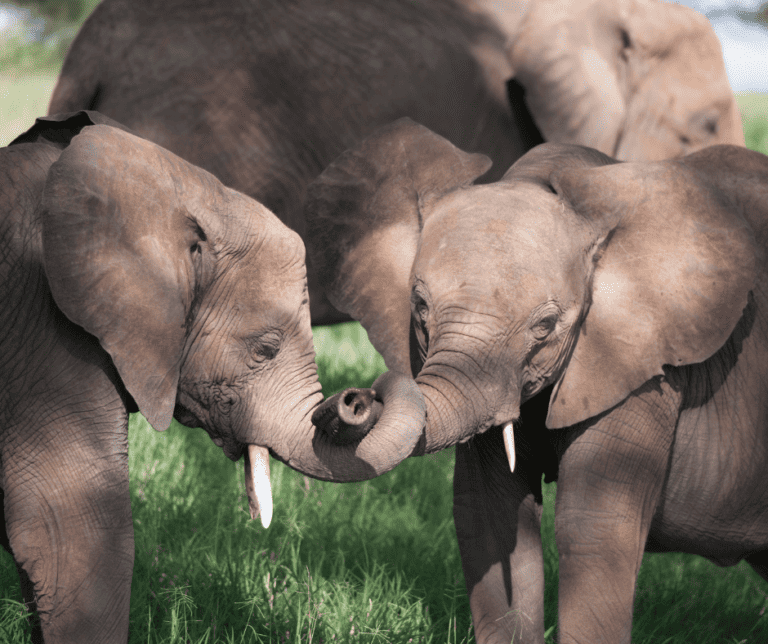 Best childrens books about elephants